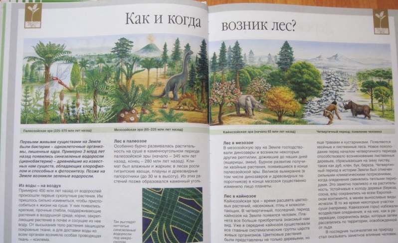 Детская энциклопедия «Мир леса»  